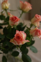 pink rose in the garden