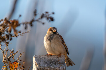 Male House Sparrow (Passer domesticus) on a branch. Green blurred background.