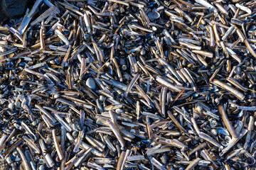 Assorted seashells in sunlight