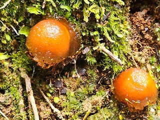 Orange Jelly Fungus Growing in Mossy Forest