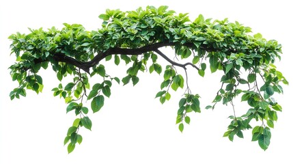 Green Tree Branch with Leaves on White Background – Nature Design & Botanical Projects, graphic design projects, nature-themed backgrounds, stock photo platforms, eco-friendly brandin