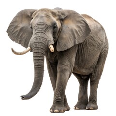 Obraz premium elephant isolated on white background