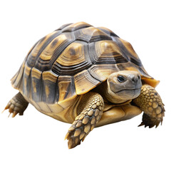 Obraz premium Tortoise isolated on transparent background