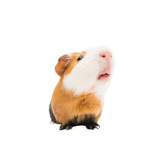 funny guinea pig on white background