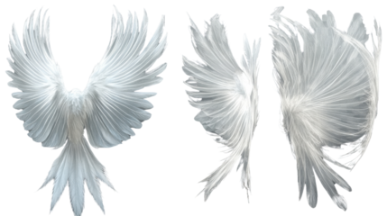 angel wings vector