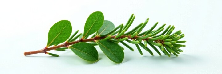 Obraz premium Freshly cut evergreen branch on white canvas with alpha channel mask for editing, holly, foliage