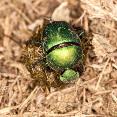 eSwatini, Swaziland, Hlane Royal National Park, Green Dung Beetle (Garreta nitens)