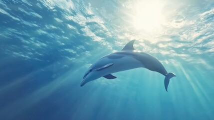 Obraz premium Graceful dolphin swimming under sunlit ocean waves