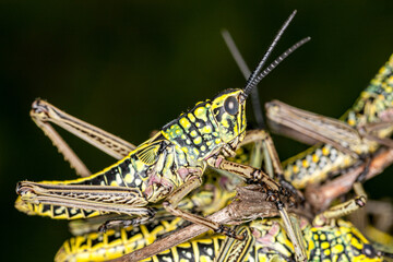 eSwatini, Swaziland, Hlane Royal National Park, Nymph of Elegant Grasshopper (Zonocerus elegans)