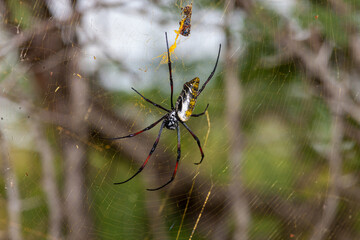eSwatini, Swaziland, Hlane Royal National Park, Golden-Orb Spider (Nephila pilipes)