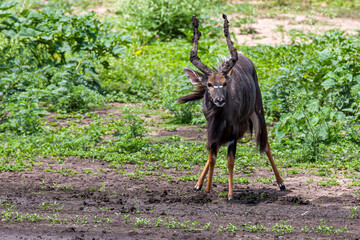 eSwatini, Swaziland, Hlane Royal National Park, Nyala (Tragelaphus angasii), male