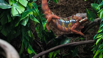 The lizards are kept in a glass tank.