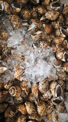 fresh spotted babylon on ice in market