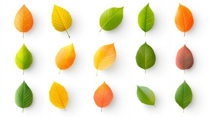 Fototapeta premium Colorful Leaves in Various Shapes and Textures on White Background