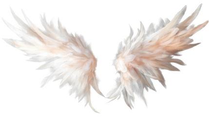 feather isolated on white