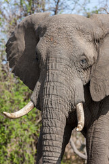 eSwatini, Swaziland, Hlane Royal National Park, African Elephant (Loxodonta africana)