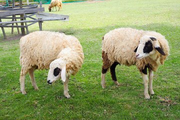 Many sheep are eating green grass on the farm.