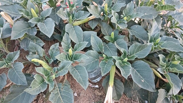 Datura innoxia, known as pricklyburr, recurved thorn-apple, downy thorn-apple, Indian-apple, lovache, moonflower, nacazcul, toloatzin, toloaxihuitl, tolguache toloache