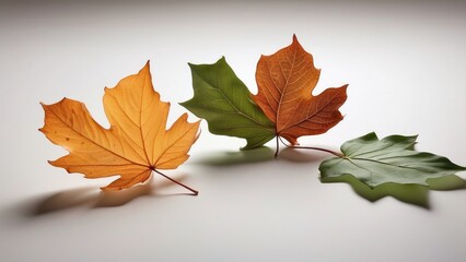 "Close-up Photo of Five Different Orange and Yellow Autumn Leaves, Isolated on a Transparent Panoramic Background, Fall Season, PNG File"