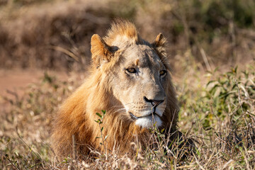 eSwatini, Swaziland, Hlane Royal National Park, Lion (Panthera leo), male