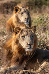 eSwatini, Swaziland, Hlane Royal National Park, Lion (Panthera leo), male