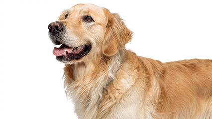 A closeup shot of a Golden Retriever dog against a white background. The dog is looking to the left, its mouth slightly open, showcasing a friendly and alert expression.