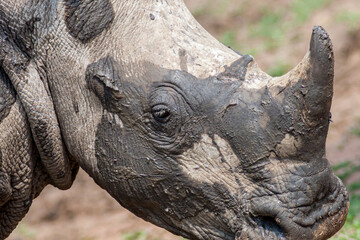 eSwatini, Swaziland, Mkhaya Game Reserve, White Rhinoceros 
