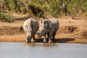 eSwatini, Swaziland, Mkhaya Game Reserve, White Rhinoceros 