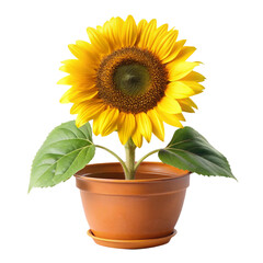 Obraz premium sunflower in a pot