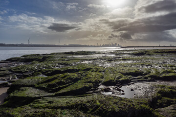 Vibrant green seaweed on coastal rocks with city of Liverpool skyline in distance