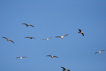 Seagulls soaring against a clear blue sky, symbolizing freedom and serenity
