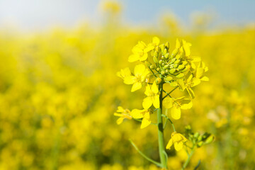 Obraz premium Yellow rapessed flowers in the field. soft focus. The rapessed flowers in the village. Spring flowering rapessed fields. Branch of blooming rapessed.