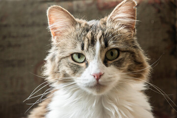 Portrait of a young adorable cat with green eyes and long hair
