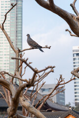 Bird on the Tree Branch, with blue sky in winter