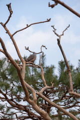 Bird on the Tree Branch, with blue sky in winter