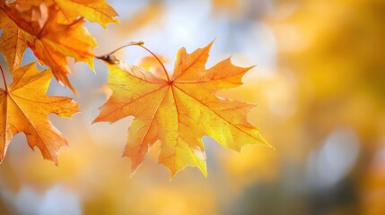 Fototapeta premium autumn leaves Vibrant autumn leaves in hues of orange and yellow against a soft blurred background.