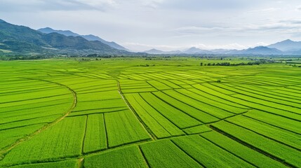 Obraz premium Aerial view of lush green rice fields with geometric patterns, surrounded by mountains under a cloudy sky.