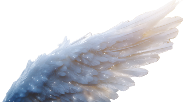 feather isolated on white