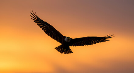 Fototapeta premium Majestic Bald Eagle in Flight at Sunrise