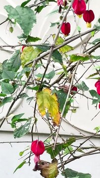 Beautiful red trailing flower Abutilon megapotamicum or Callianthe megapotamica, on a white wall. It is a species of Abutilon native to Argentina, Brazil and Uruguay.