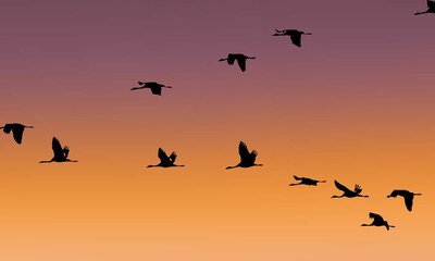 silhouette of birds flying at sunset