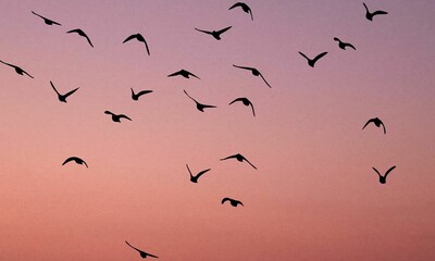 silhouette of birds flying at sunset