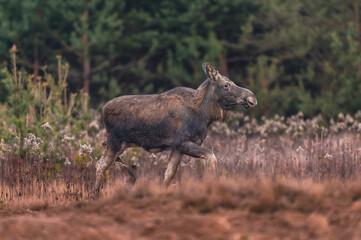 Wildlebende Elche in Europa
