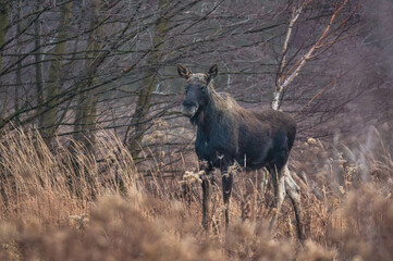 Wildlebende Elche in Europa