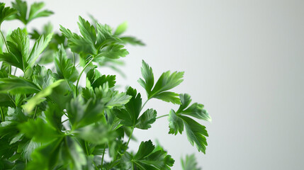 Ultra-Realistic Fresh Green Onion on a Pure White Background