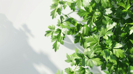 Coriander Seeds in Ultra HD on a White Background