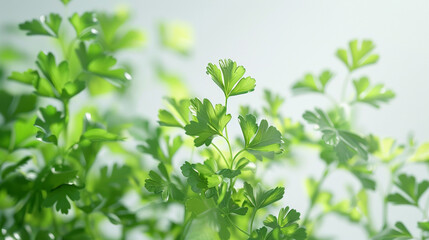 Coriander Seeds in Ultra HD on a White Background