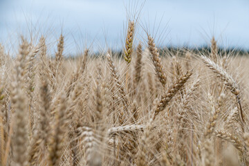 Fototapeta premium Getreiderfelder 2