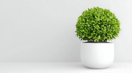 Lush Green Plant in Modern White Pot on Minimalist Background Creating a Fresh Indoor Atmosphere