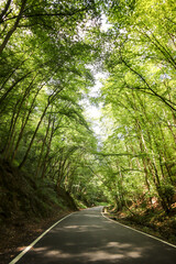 Fototapeta premium Green tunnel of trees over the road